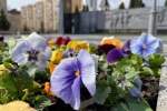 В Сосенском приступили к весенней высадке цветов 