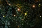 Пункты утилизации новогодних елок появятся в Сосенском в январе
