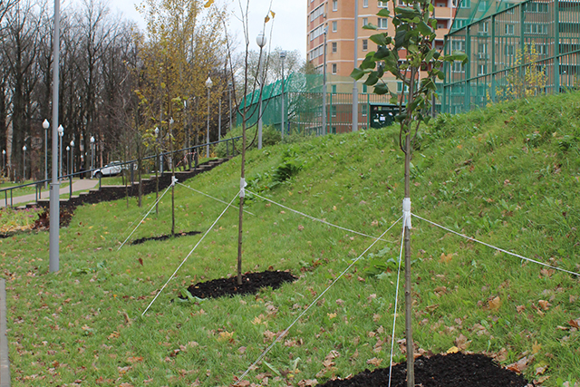 В парке у ЖК «Зеленая линия» прошли работы по дополнительному озеленению