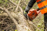 Работы по вырубке аварийных и сухостойных деревьев проведут в Сосенском