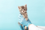 Ветеринары посоветовали вакцинировать домашних животных
