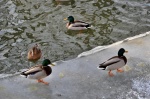 Зимующих в Москве водоплавающих птиц подсчитают 19-20 января
