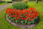 По 10 адресам в Сосенском осенью начнут высадку тюльпанов