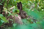 В ТиНАО специалисты выпустили в дикую природу редких зайцев 