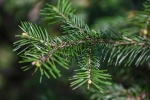 Жители Сосенского могут сдать живые елки в переработку