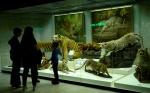 Дарвиновский музей подготовил новую увлекательную онлайн-выставку   