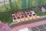 В Коммунарке и «Эдальго» выявлена незаконная торговля фруктами