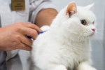Ветеринарные врачи ТиНАО будут дежурить на мобильных пунктах вакцинации в Сосенском в марте