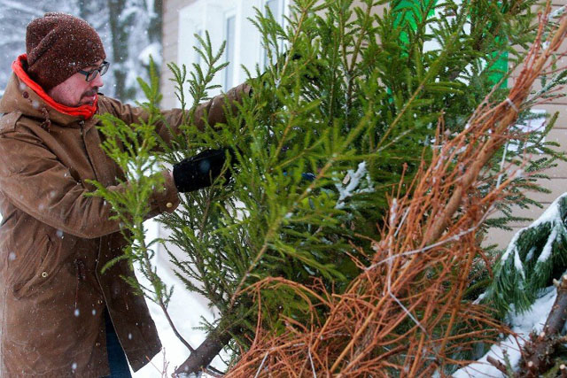 Пункт приема новогодних елок работает на улице Александры Монаховой