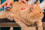 Пункты вакцинации животных от бешенства откроются в Сосенском в октябре