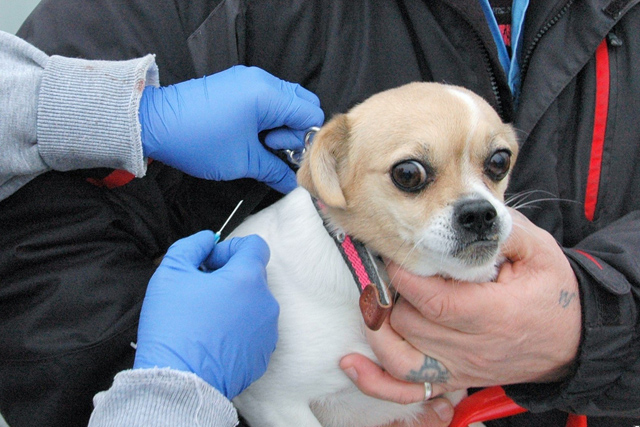 В Сосенском бесплатные прививки от бешенства животным можно будет сделать с марта по октябрь