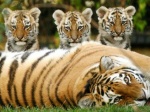 Сразу несколько тигрят появились в зоопарке Москвы
