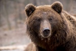 Пару медведей отправят в зоопарк Липецка