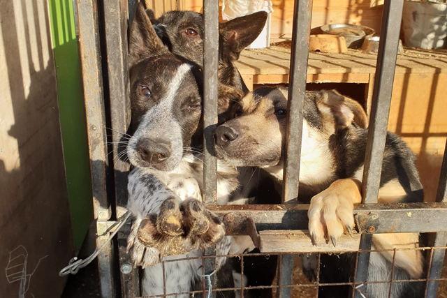 В ЖК «Бунинские луга» пройдет акция по сбору вещей для приюта собак 