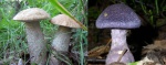 Редкие грибы обнаружили в Подмосковье
