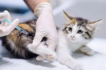 В Сосенском работают дополнительные пункты вакцинации животных от бешенства