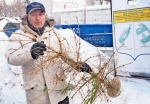 Москвичи сдали 2,6 тысяч новогодних деревьев за неделю «Елочного круговорота»
