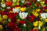 На Поклонной горе 1 мая «заведут» уникальные цветочные часы