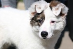 В ТиНАО началась кампания по вакцинации домашних животных от бешенства