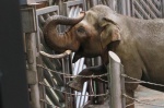 «Уголок дедушки Дурова» предложил москвичам выбрать имена слонятам