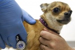 Мобильные пункты вакцинации домашних животных в июне будут работать в Сосенском четыре дня