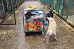 В гипермаркете «Глобус-Коммунарка» прошла благотворительная акция для бездомных животных