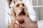 Мобильные пункты вакцинации животных от бешенства в мае приедут в Столбово и СНТ «Филатов луг»