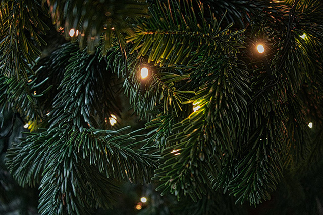 Пункты утилизации новогодних елок появятся в Сосенском в январе
