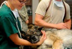 Ветеринарная служба ТиНАО отпраздновала пятилетие