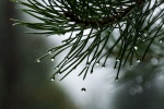 В Николо-Хованском посадили 100 молодых кедровых деревьев 