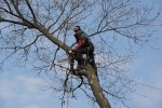 В Сосенском вырубят аварийные и сухостойные деревья