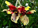 Редкая орхидея распустилась в Ботаническом саду