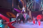 Цирку Никулина в Москве грозит штраф за нарушение антиковидных мер
