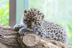 Амурские леопарды обзавелись потомством