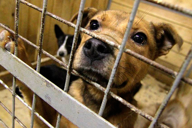 Отловленных в Сосенском безнадзорных собак стерилизуют и помещают в приют