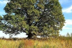Дуб в Прокшине внесен в реестр старовозрастных деревьев России