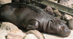Карликовый бегемот появился в зоопарке Москвы