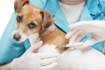 Мобильные пункты вакцинации домашних животных в апреле будут работать в Сосенском четыре дня 