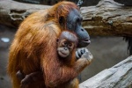 Борнейский орангутанг появился в зоопарке Москвы