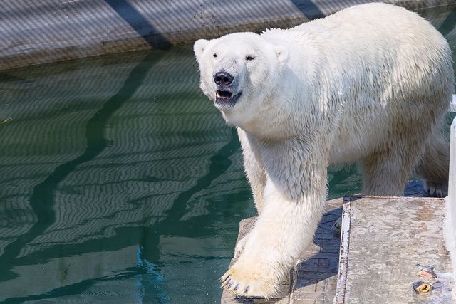 Белые медведи появятся в сквере 50-летия ВЛСКМ