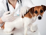 17 июля в поселении Сосенское пройдет ежегодная бесплатная вакцинация животных от бешенства