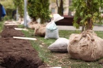 Порядка ста деревьев и более 21 тысячи кустарников высадят на улицах Сосенского в этом году