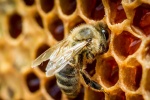 В Сосенском снят карантин по варроатозу пчел