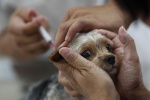 В марте в ТиНАО стартует вакцинация домашних животных против бешенства 