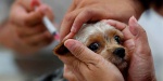 Информация о проведении ежегодной вакцинации собак и кошек против бешенства